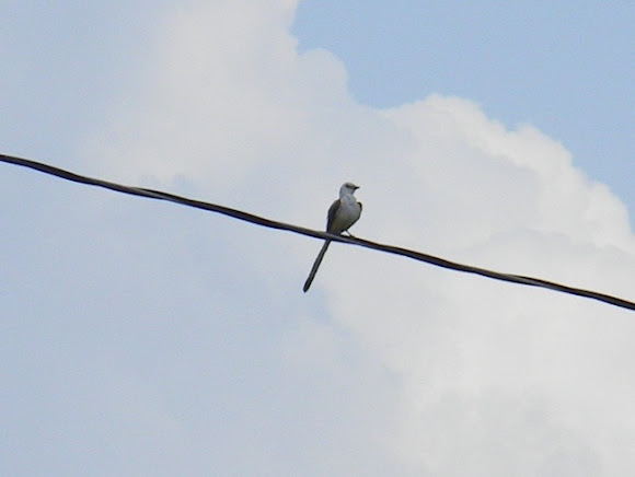 Spotting Image 1