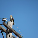Red-tailed Hawk