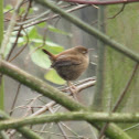 Winterkoninkje (Eurasian Wren)