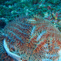Crown of Thorns Starfish