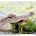 American Alligator