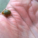 Colorado potato beetle