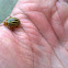 Colorado potato beetle