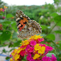Vanesa de los cardos. Painted Lady