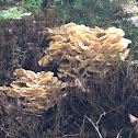 Hen of the Woods