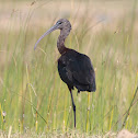 Glossy Ibis