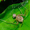 Spitting Spider with prey