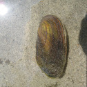 Freshwater Mussel