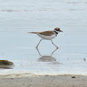 Killdeer