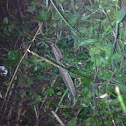 Mantis