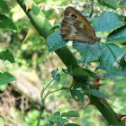 Unknown butterfly