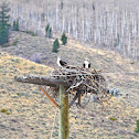 Osprey