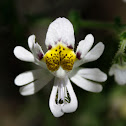 Mariposita Blanca