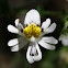 Mariposita Blanca