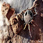 Common Gum Tree Shield Bug Nymph