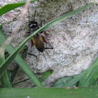 Common Black Cricket