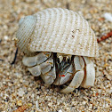 Hermit crab
