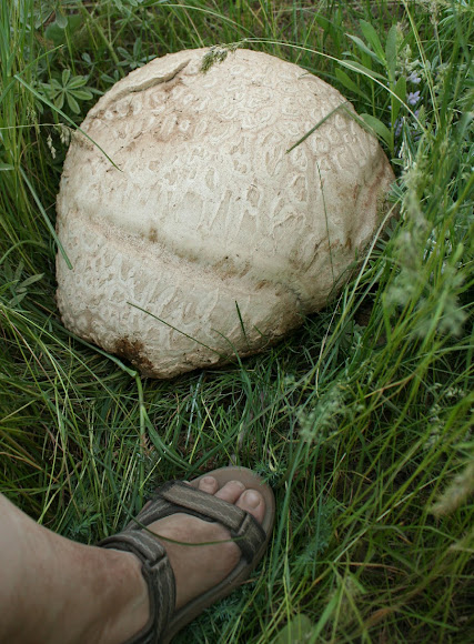 Spotting Image 1