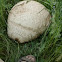 Puffball Mushroom