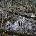 Unique Deciduous Forest