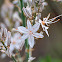 Asphodelus sp.