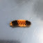 Banded woolly bear caterpillar