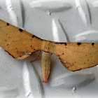 Twisted Moth