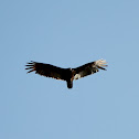 Turkey Vulture
