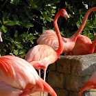 Flamingo's