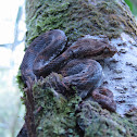 Eyelash Viper