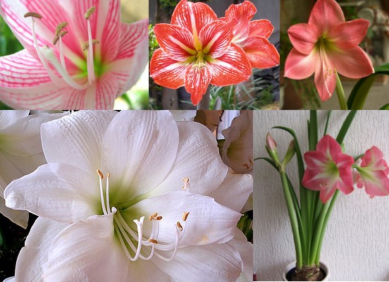 http://lh4.ggpht.com/kabloomofsandysprings/R4Ib7Eth6hI/AAAAAAAAAKU/QgPIww2gGZU/s800/amaryllis.jpg