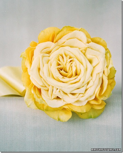 yellow rose