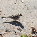 Pin-tailed Whydah (female)