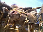 Cattle Rescue Project