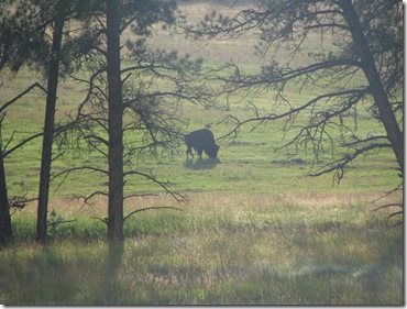a buffalo hidden amongst trees