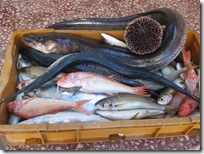 HVAR FISCH