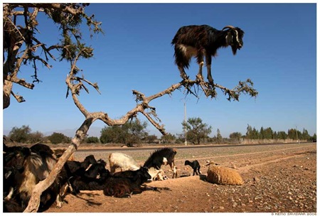 goats-in-trees2