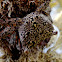 Mangrove Crab