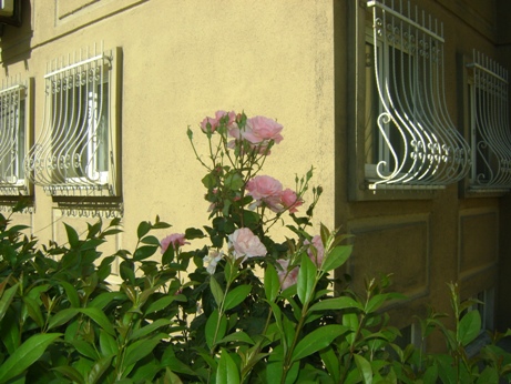 Tercüman Sitesi (İstanbul-Cevizlibağ), Gül fotoğrafları, Bahçedeki güller, bahçe Fotoğrafları, gül resimleri
