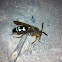 Cicada Killer Wasp