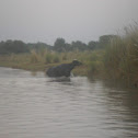 Water Buffalo