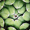 succulent agave