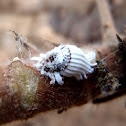 Cochinilla acanalada