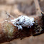 Cochinilla acanalada