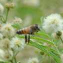 Honey Bee