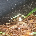 Wolf spider with eggs