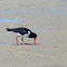 American Oystercatcher 