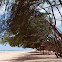Beach Casuarina