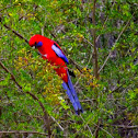Crimson Rosella