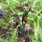 Scoliid Wasps